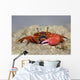 Fiddler Crab Sand Island Wall Decal