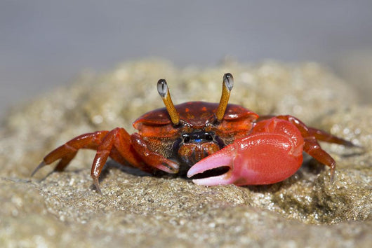 Fiddler Crab Sand Island Wall Decal
