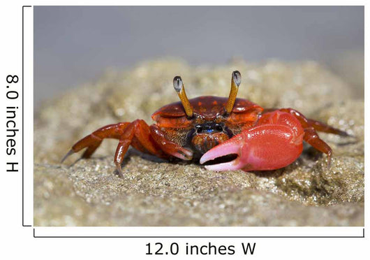 Fiddler Crab Sand Island Wall Decal