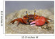 Fiddler Crab Sand Island Wall Decal