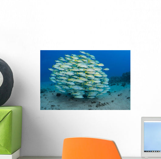School Bluestripe Snapper Wall Decal