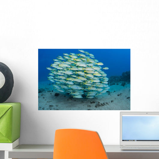 School Bluestripe Snapper Wall Decal