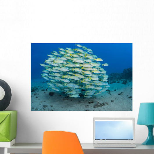 School Bluestripe Snapper Wall Decal