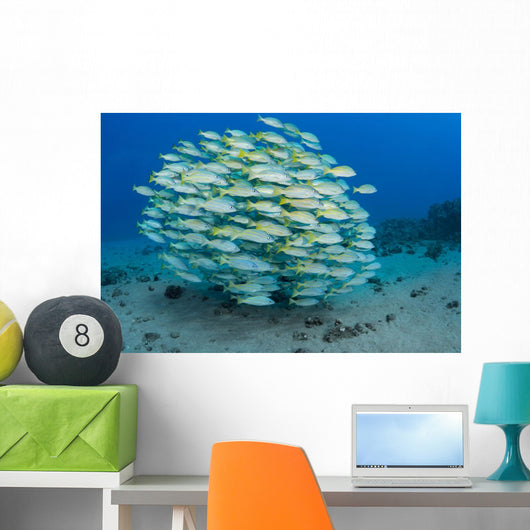 School Bluestripe Snapper Wall Decal