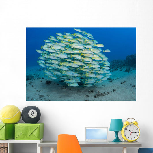 School Bluestripe Snapper Wall Decal