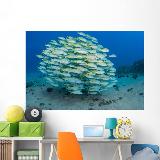 School Bluestripe Snapper Wall Decal