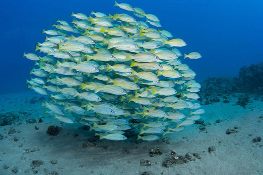 School Bluestripe Snapper Wall Decal
