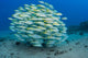School Bluestripe Snapper Wall Decal