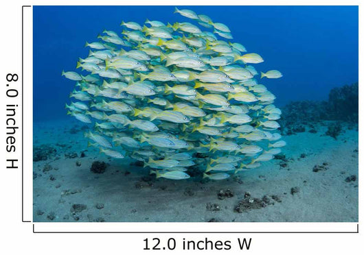 School Bluestripe Snapper Wall Decal