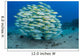 School Bluestripe Snapper Wall Decal