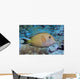 Striated Surgeonfish Wall Decal