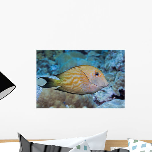 Striated Surgeonfish Wall Decal
