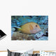 Striated Surgeonfish Wall Decal
