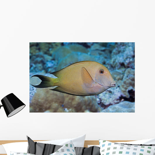 Striated Surgeonfish Wall Decal