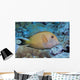 Striated Surgeonfish Wall Decal