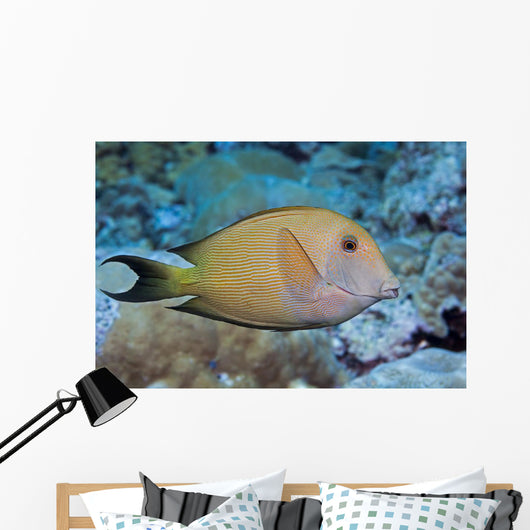 Striated Surgeonfish Wall Decal