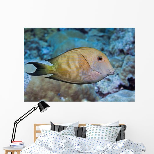 Striated Surgeonfish Wall Decal