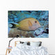 Striated Surgeonfish Wall Decal