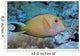 Striated Surgeonfish Wall Decal