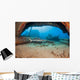 A Whitetip reef shark by the Mala Wharf Wall Mural