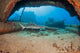 A Whitetip reef shark by the Mala Wharf Wall Mural