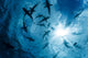 School Grey Reef Sharks Wall Decal