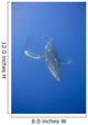Underwater Humpback Whale Wall Decal
