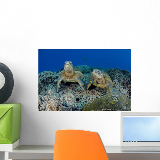 Several Green Sea Turtles Wall Decal Design 1