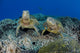 Several Green Sea Turtles Wall Decal Design 1