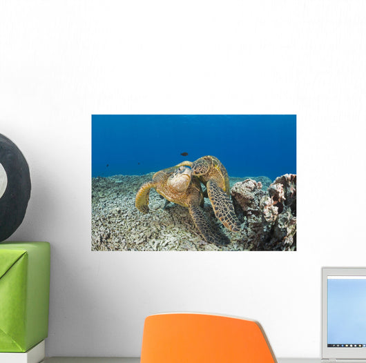 Green Sea Turtles Wall Decal Design 2