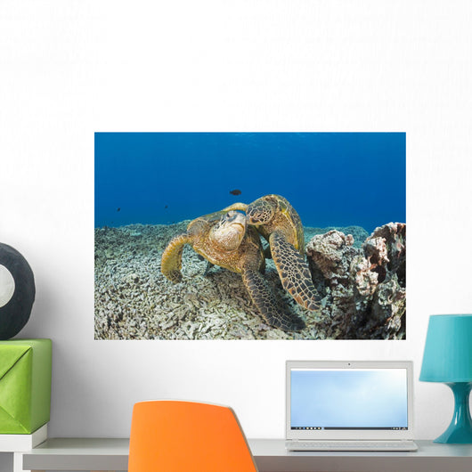Green Sea Turtles Wall Decal Design 2