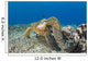 Green Sea Turtles Wall Decal Design 2