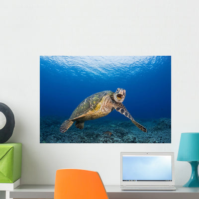 This Green Sea Turtle Wall Decal Design 2 shown on a wall