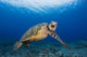 This Green Sea Turtle Wall Decal Design 2