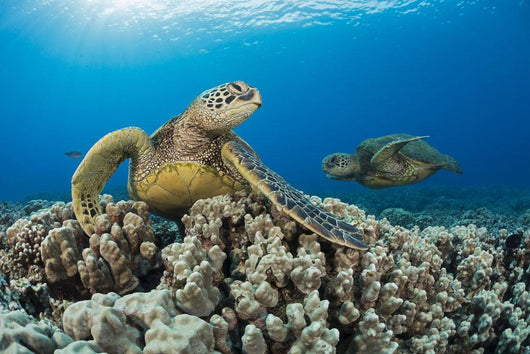Green Sea Turtles Wall Decal Design 1