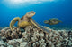 Green Sea Turtles Wall Decal Design 1