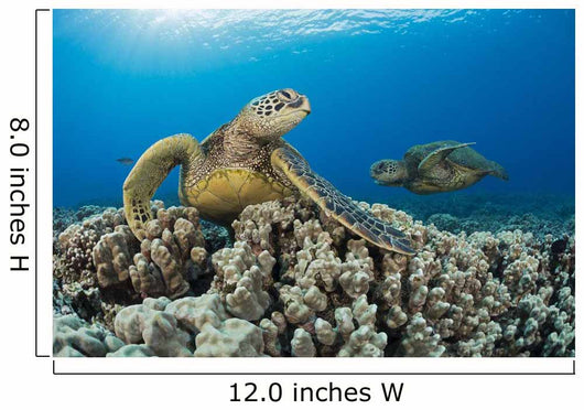 Green Sea Turtles Wall Decal Design 1