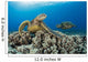 Green Sea Turtles Wall Decal Design 1