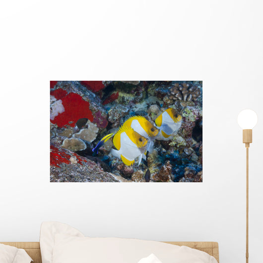 Three Pyramid Butterflyfish Line Wall Decal