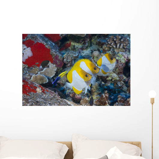 Three Pyramid Butterflyfish Line Wall Decal