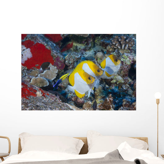 Three Pyramid Butterflyfish Line Wall Decal