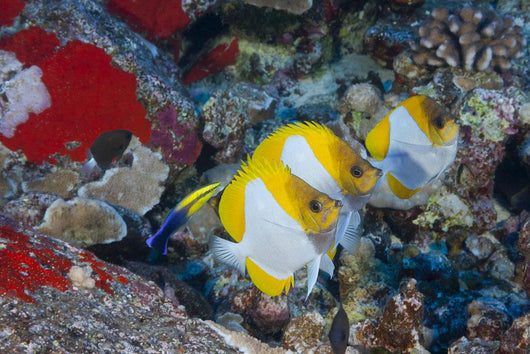 Three Pyramid Butterflyfish Line Wall Decal