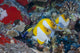 Three Pyramid Butterflyfish Line Wall Decal