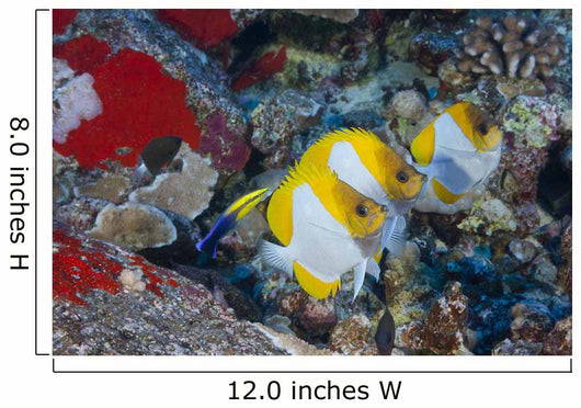 Three Pyramid Butterflyfish Line Wall Decal