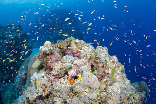 Reef Scene with Schooling Wall Decal