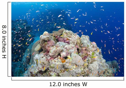 Reef Scene with Schooling Wall Decal