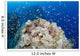 Reef Scene with Schooling Wall Decal