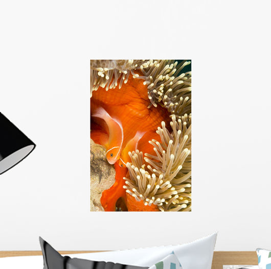 This Common Anemonefish Wall Decal Design 2