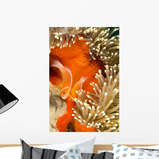This Common Anemonefish Wall Decal Design 2