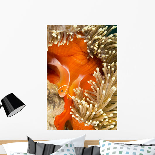 This Common Anemonefish Wall Decal Design 2